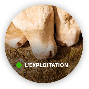 Vente de viande à la ferme Ligné