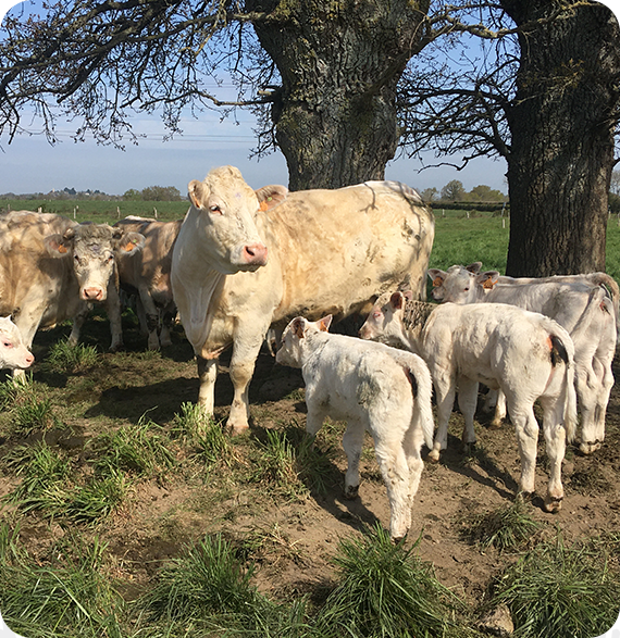 Vente de viande à la ferme Carquefou