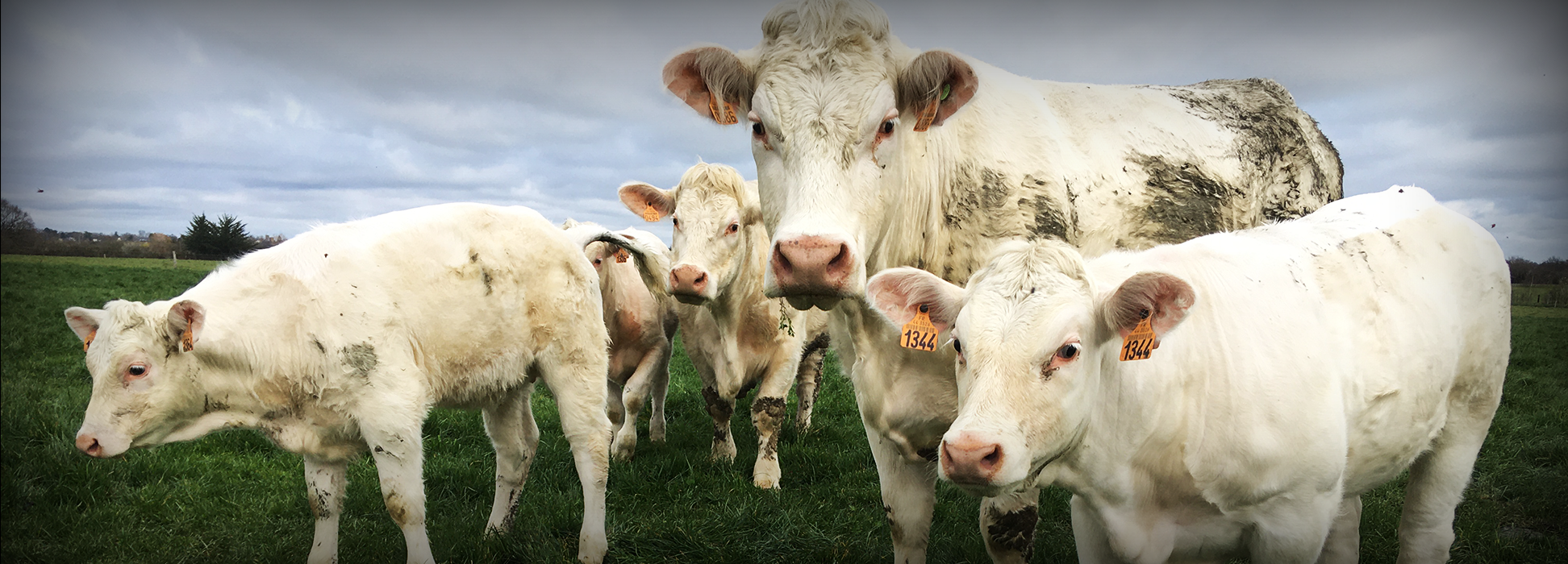 Bœuf de la Guillauminerie