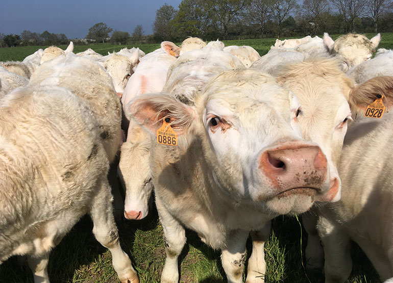 Producteur de viande Ancenis Carquefou